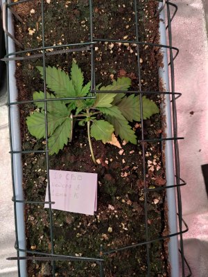 IMG_20230813_074712.jpg IMG_20230813_074712.jpg