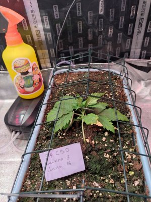 IMG_20230813_074738.jpg IMG_20230813_074738.jpg