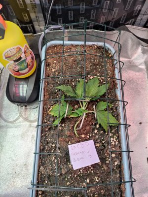 IMG_20230816_075057.jpg IMG_20230816_075057.jpg