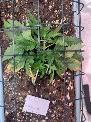 IMG_20230823_082138.jpg IMG_20230823_082138.jpg