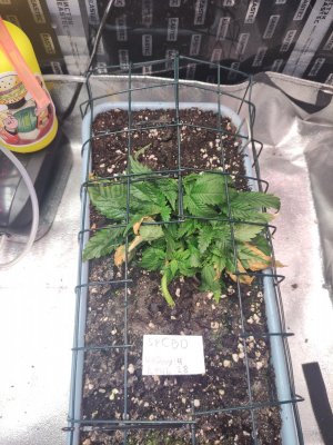 IMG_20230825_085014.jpg IMG_20230825_085014.jpg