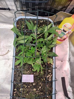 IMG_20230829_104507.jpg IMG_20230829_104507.jpg