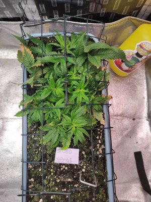 IMG_20230901_210237.jpg IMG_20230901_210237.jpg