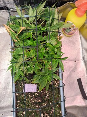 IMG_20230904_202813.jpg IMG_20230904_202813.jpg