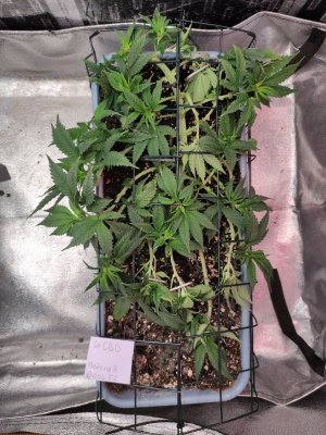 IMG_20230919_100433.jpg IMG_20230919_100433.jpg