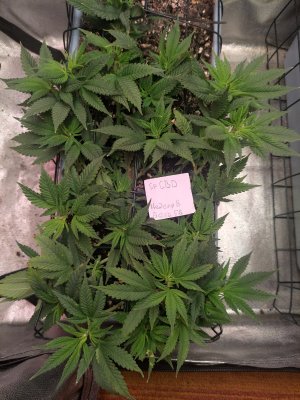 IMG_20230922_114750.jpg IMG_20230922_114750.jpg