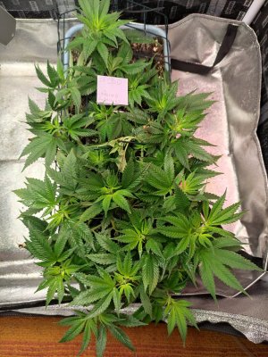 IMG_20230927_080914.jpg IMG_20230927_080914.jpg