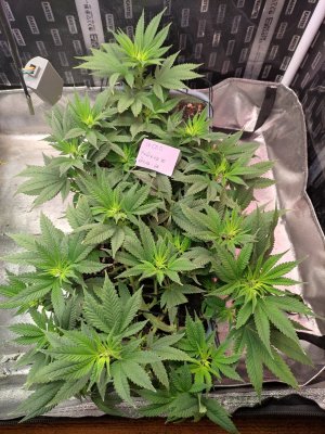 IMG_20231002_084154.jpg IMG_20231002_084154.jpg