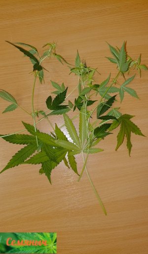 Picsart_23-10-06_09-39-03-206.jpg Picsart_23-10-06_09-39-03-206.jpg