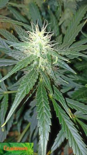 Picsart_23-10-06_09-42-25-406.jpg Picsart_23-10-06_09-42-25-406.jpg