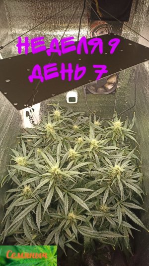 Picsart_23-10-08_08-12-23-614.jpg Picsart_23-10-08_08-12-23-614.jpg