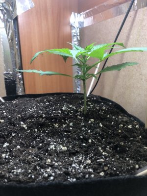 IMG_4587.jpeg IMG_4587.jpeg