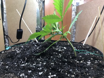 IMG_4593.jpeg IMG_4593.jpeg