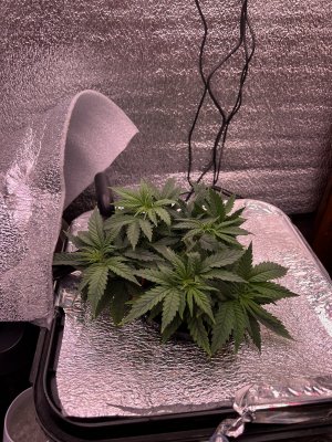 IMG_3015.jpeg IMG_3015.jpeg