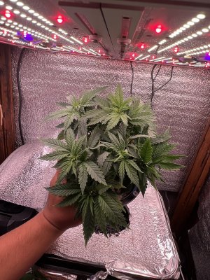 IMG_3014.jpeg IMG_3014.jpeg