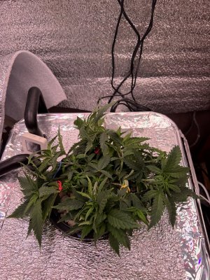 IMG_3021.jpeg IMG_3021.jpeg