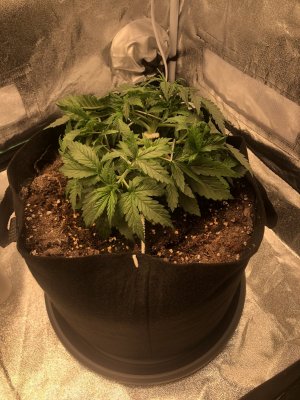 IMG_4482.jpeg IMG_4482.jpeg