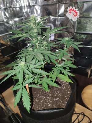 план.jpg план.jpg