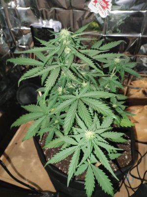 план4.jpg план4.jpg