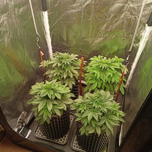 1697088134246.jpeg 1697088134246.jpeg