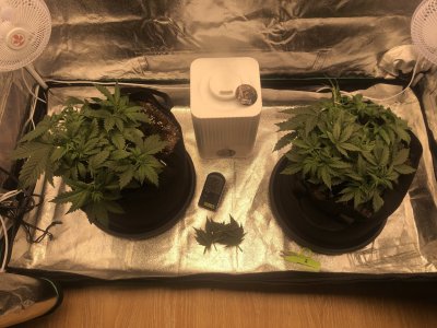 IMG_4492.jpeg IMG_4492.jpeg