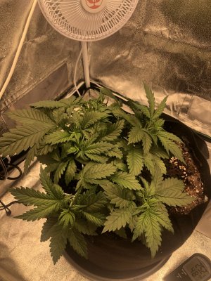 IMG_4494.jpeg IMG_4494.jpeg