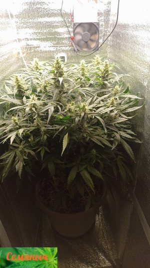 Picsart_23-10-12_18-09-26-147.jpg Picsart_23-10-12_18-09-26-147.jpg