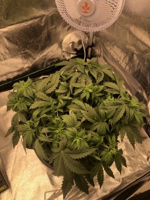 IMG_4497.jpeg IMG_4497.jpeg