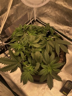 IMG_4498.jpeg IMG_4498.jpeg