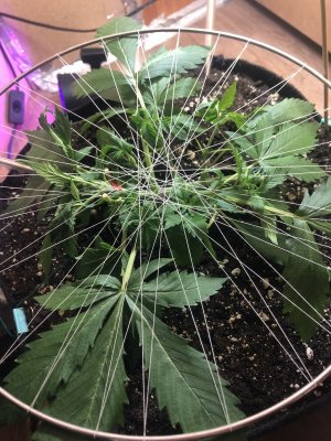 IMG_4679.jpeg IMG_4679.jpeg