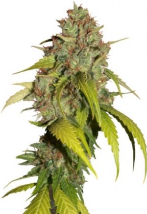 sweet tai.jpg sweet tai.jpg