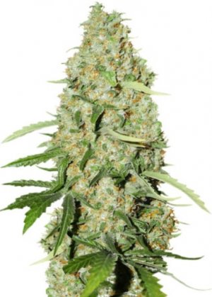 think fast.jpg think fast.jpg