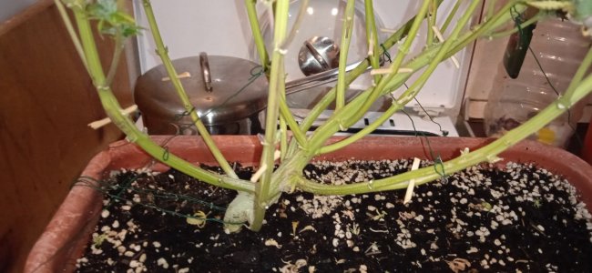 89 дн_садо-мазо.jpg