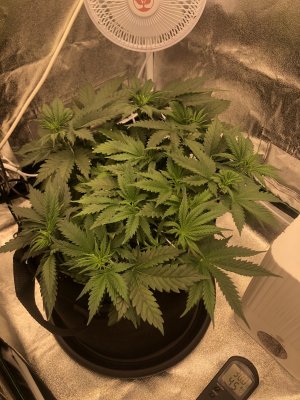 IMG_4540.jpeg IMG_4540.jpeg