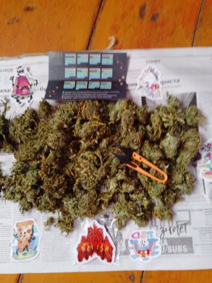 IMG_20231021_094538_988.jpg IMG_20231021_094538_988.jpg