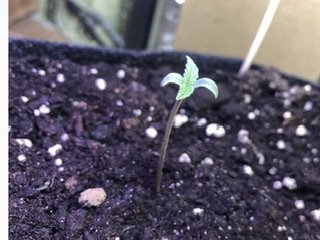 IMG_4851.jpeg IMG_4851.jpeg