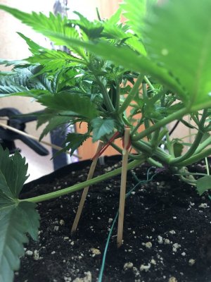 IMG_4849.jpeg IMG_4849.jpeg