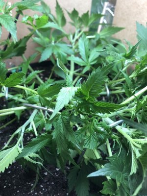 IMG_4864.jpeg IMG_4864.jpeg