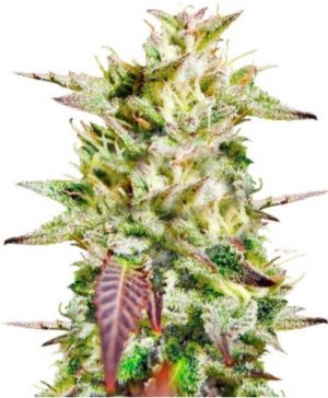 caramelo.jpg caramelo.jpg