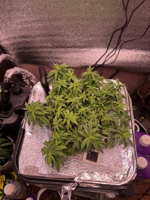 IMG_3274.jpeg IMG_3274.jpeg