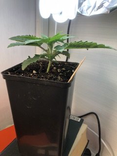 IMG_4921.jpeg IMG_4921.jpeg