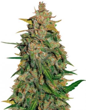 lemon ak.jpg lemon ak.jpg