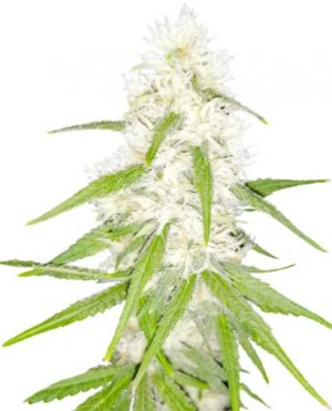 tashkenti.jpg tashkenti.jpg