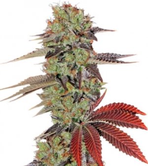 kings kush.jpg kings kush.jpg