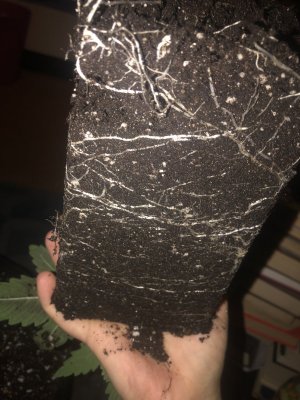 IMG_4940.jpeg IMG_4940.jpeg