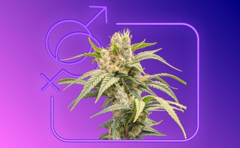 Женская конопля Женская конопля