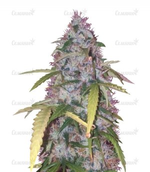 sort_Auto_Bubblegum_Pro_victory_seeds__DdNH8xa3Y6k2olsB.jpg sort_Auto_Bubblegum_Pro_victory_seeds__DdNH8xa3Y6k2olsB.jpg