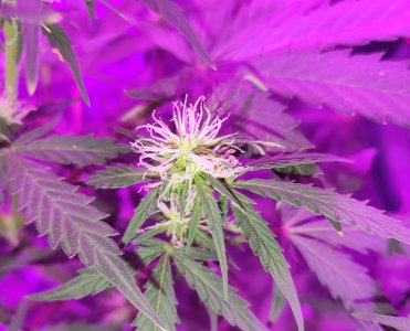 IMG_20220112_2216352111.jpg IMG_20220112_2216352111.jpg