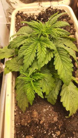 20211128_193121.jpg 20211128_193121.jpg