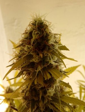 20220115_194819~2.jpg 20220115_194819~2.jpg